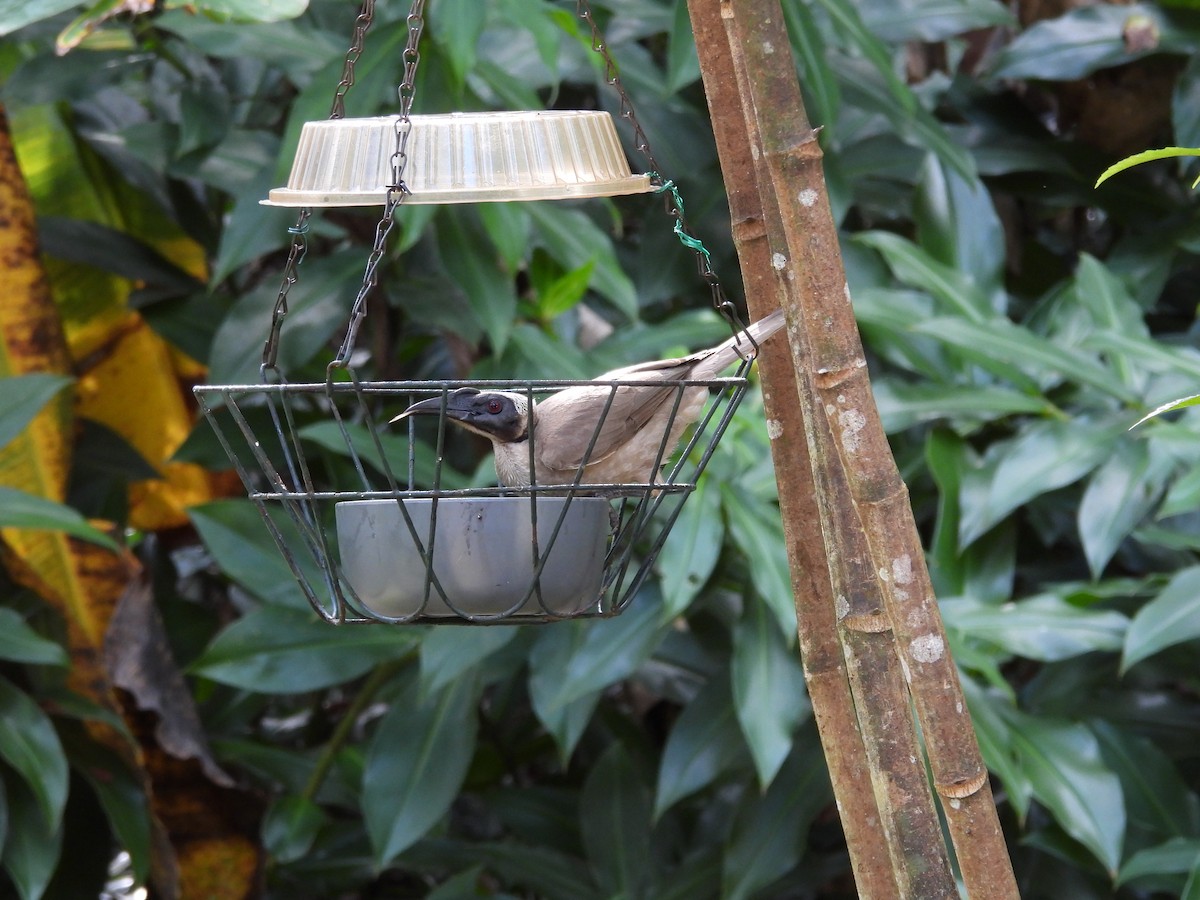 Helmeted Friarbird - ML643217661