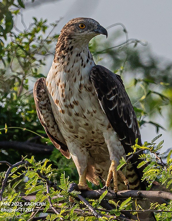 Oriental Honey-buzzard - ML643217662