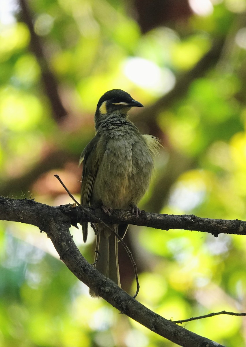 Lewin's Honeyeater - ML643217664