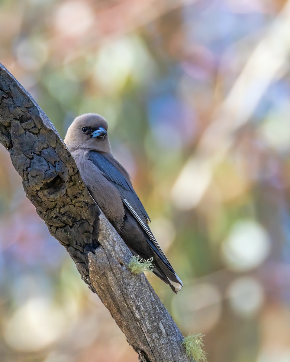 Dusky Woodswallow - ML643217665
