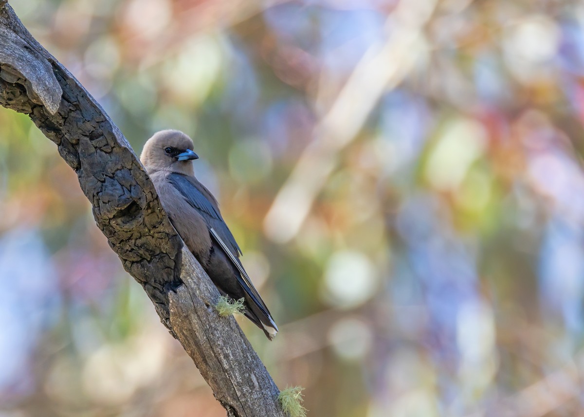 Dusky Woodswallow - ML643217666