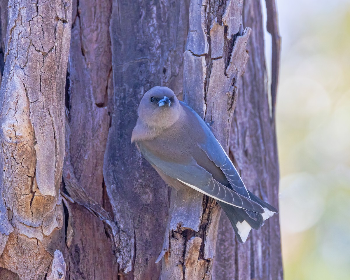 Dusky Woodswallow - ML643217667