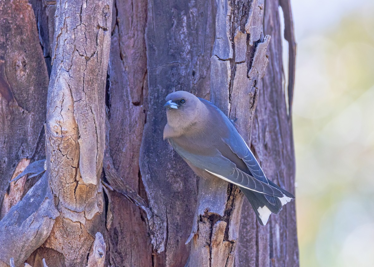 Dusky Woodswallow - ML643217668