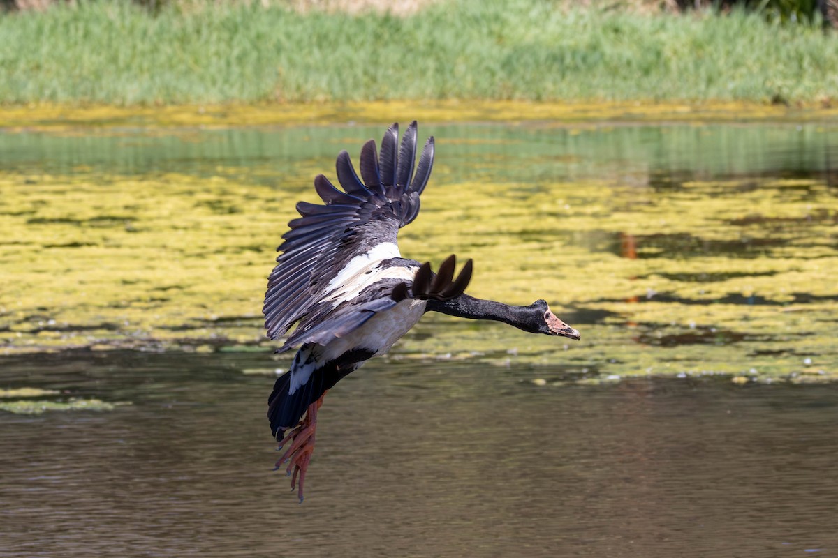 Magpie Goose - ML643217669