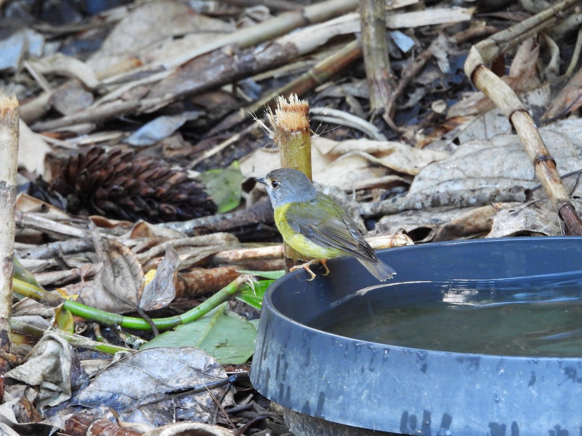 Pale-yellow Robin - ML643217670