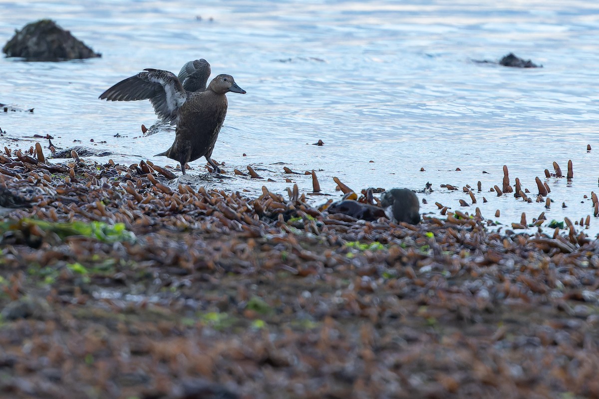 Steller's Eider - ML643217676