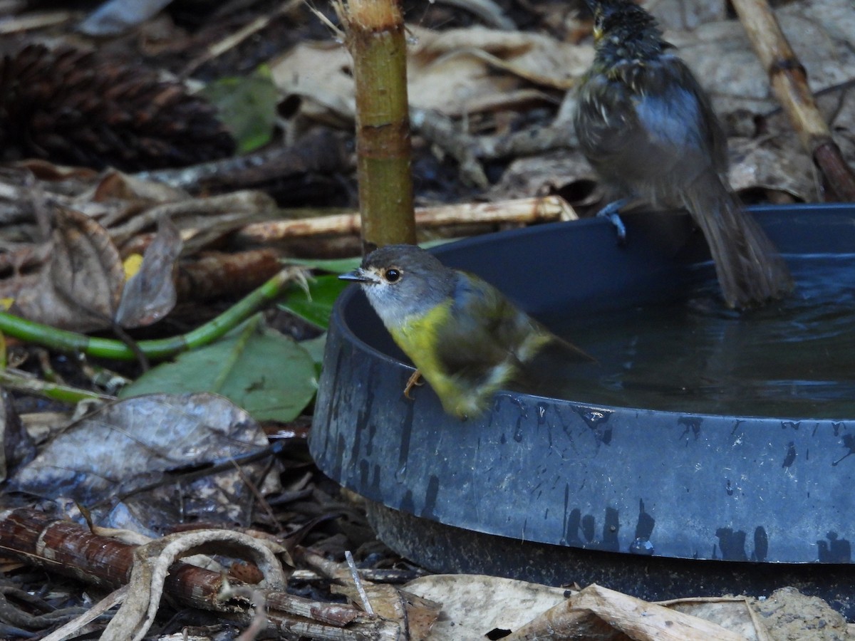 Pale-yellow Robin - ML643217677