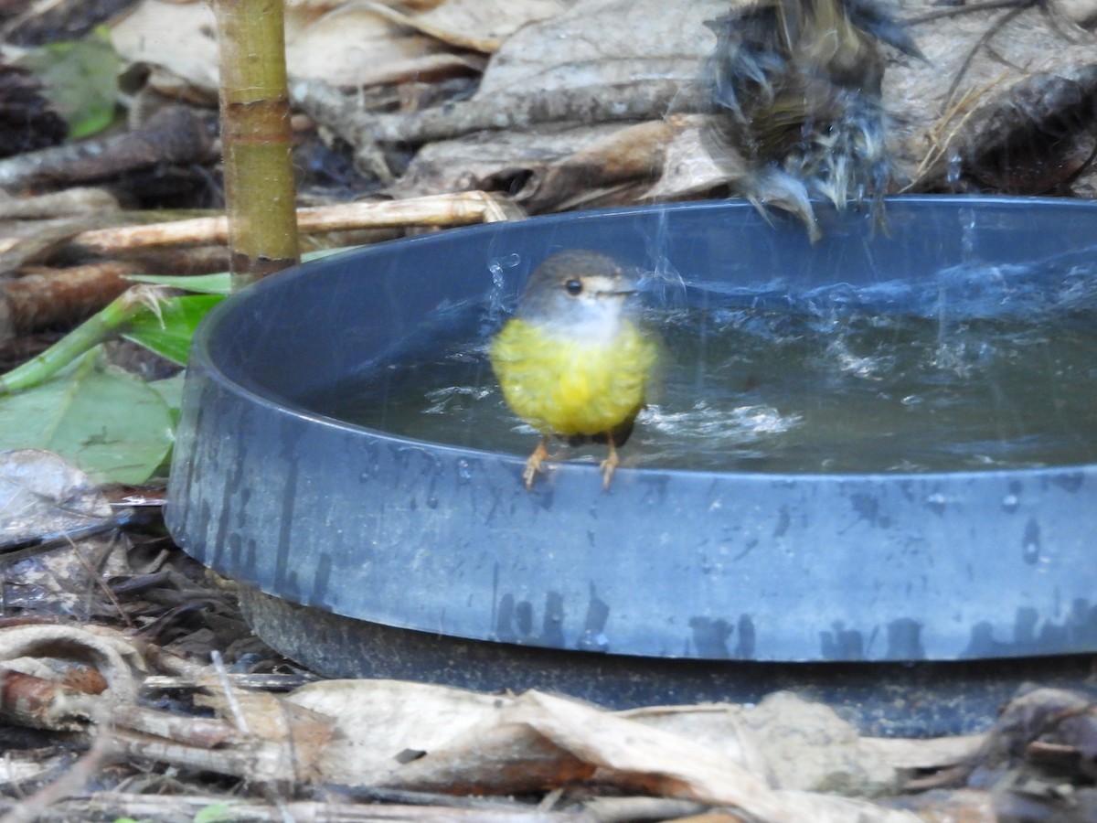 Pale-yellow Robin - ML643217678