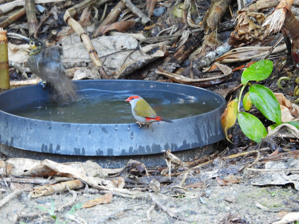 Red-browed Firetail - ML643217680