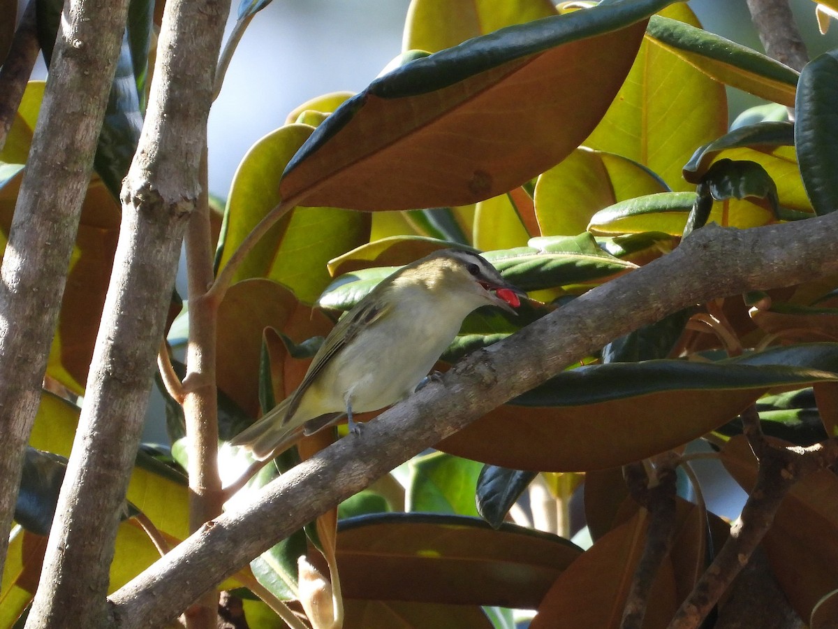 Red-eyed Vireo - ML643217682