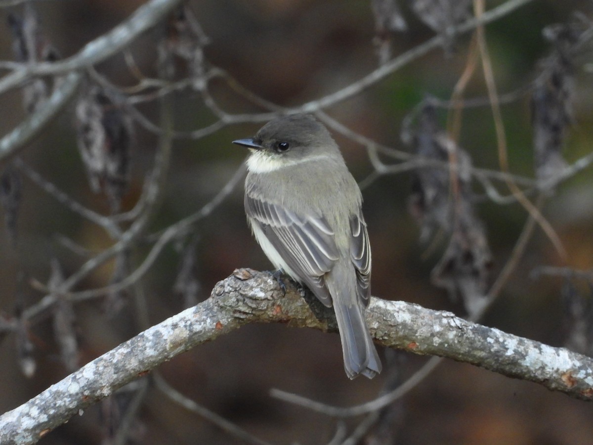 Eastern Phoebe - ML643217684