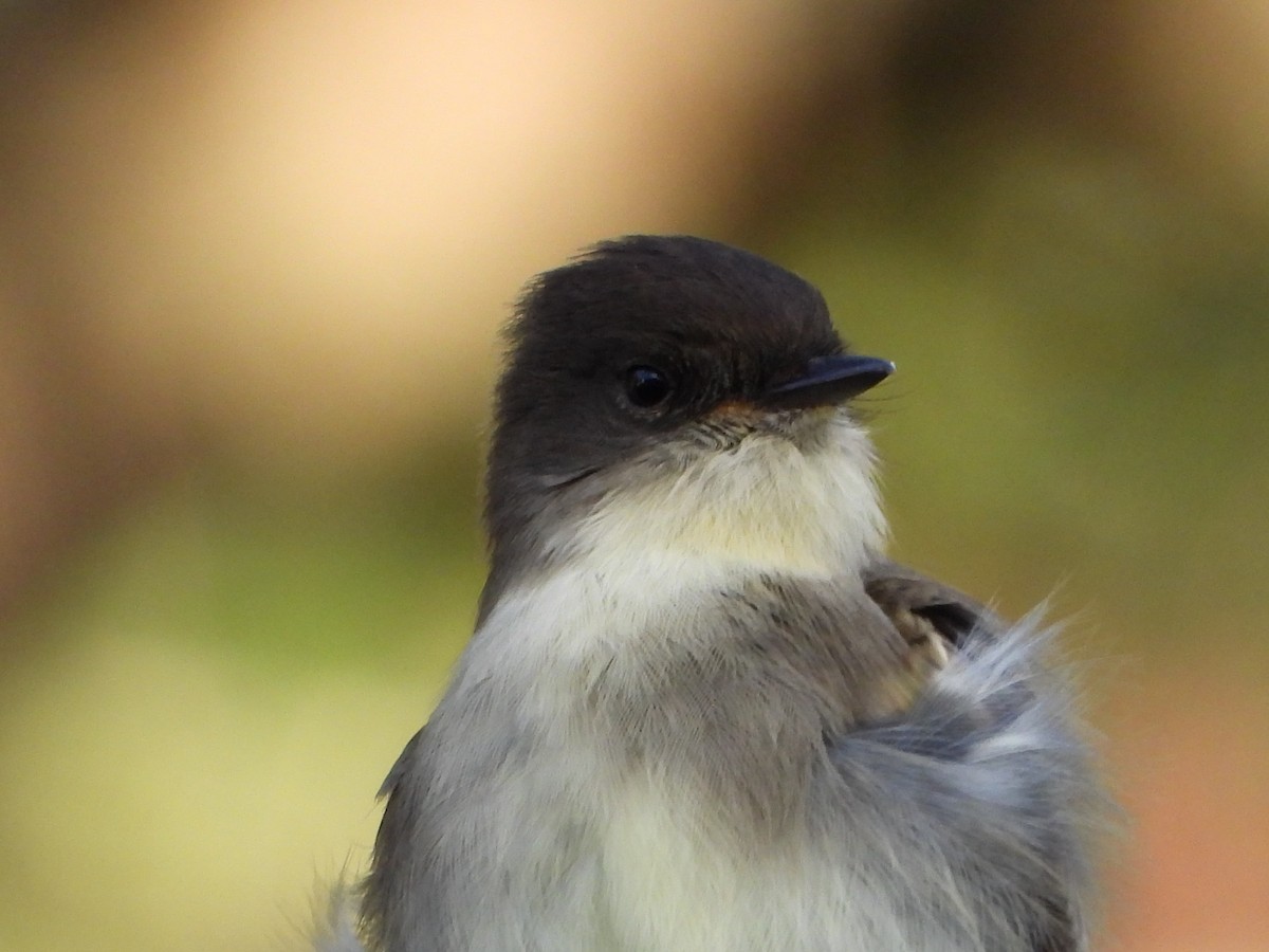 Eastern Phoebe - ML643217686