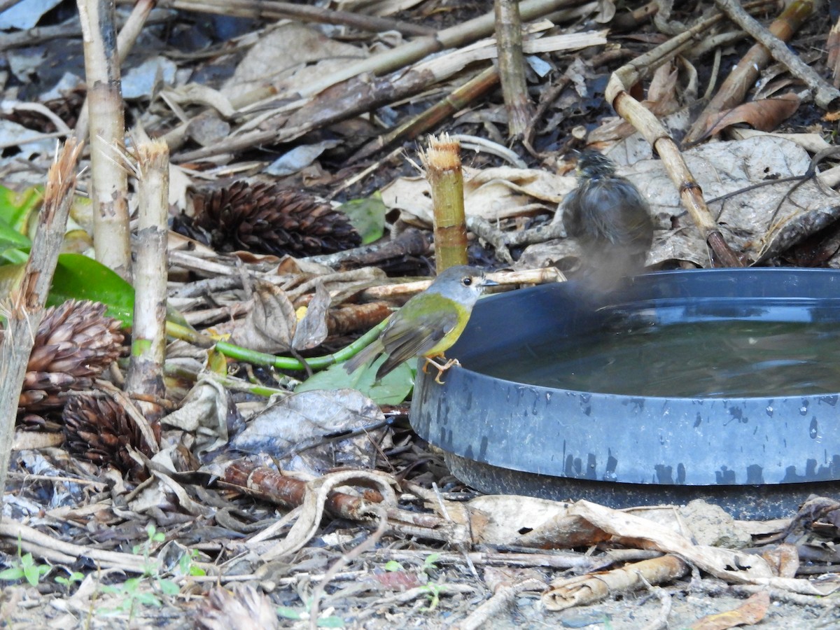 Pale-yellow Robin - ML643217687