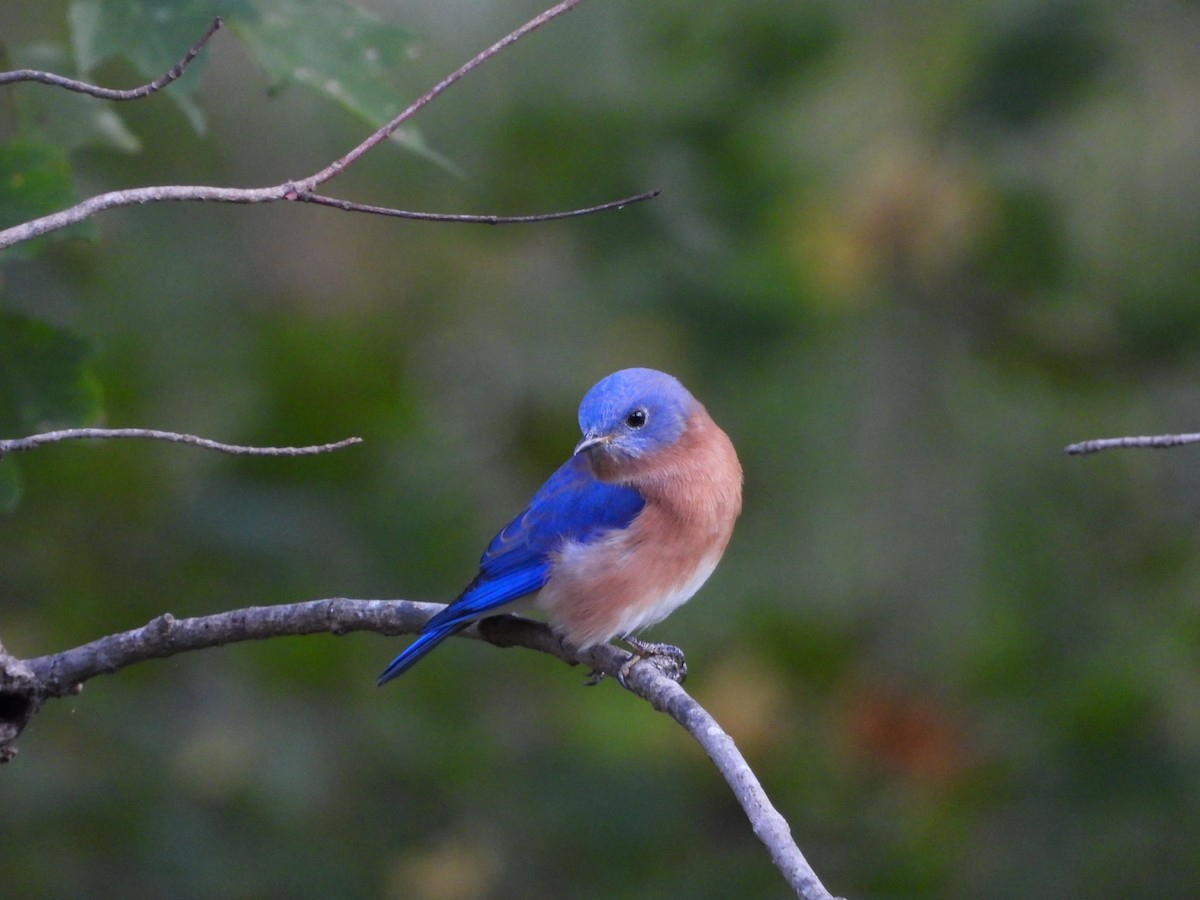 Eastern Bluebird - ML643217693