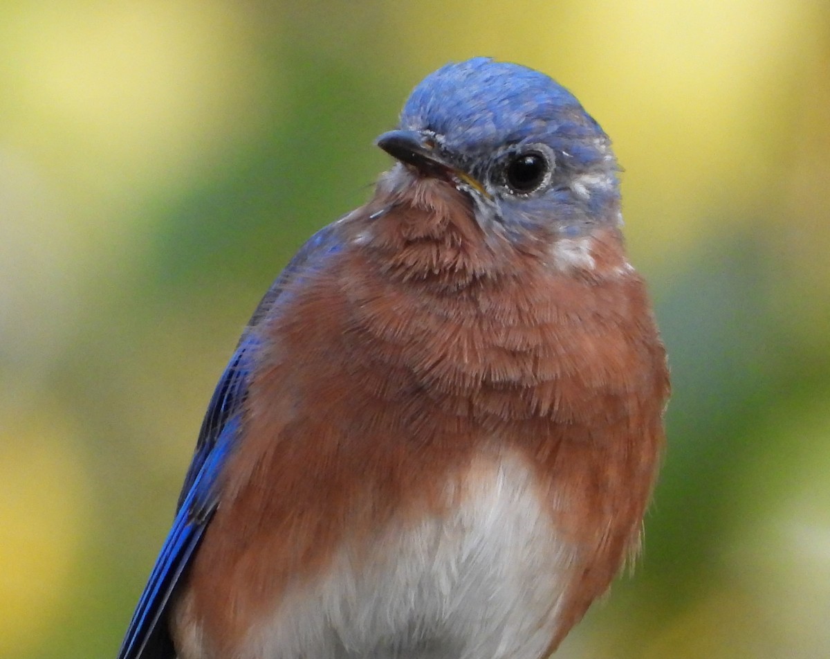 Eastern Bluebird - ML643217694
