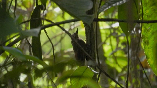 Guianan Woodcreeper - ML643217698