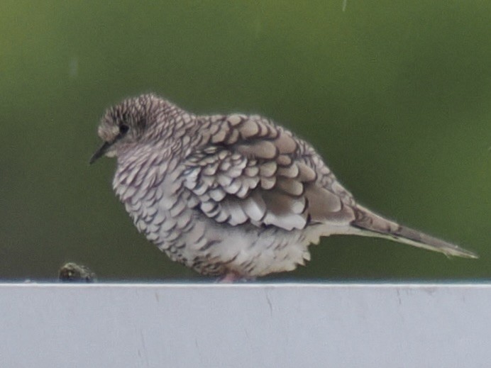 Colombe écaillée - ML643217704