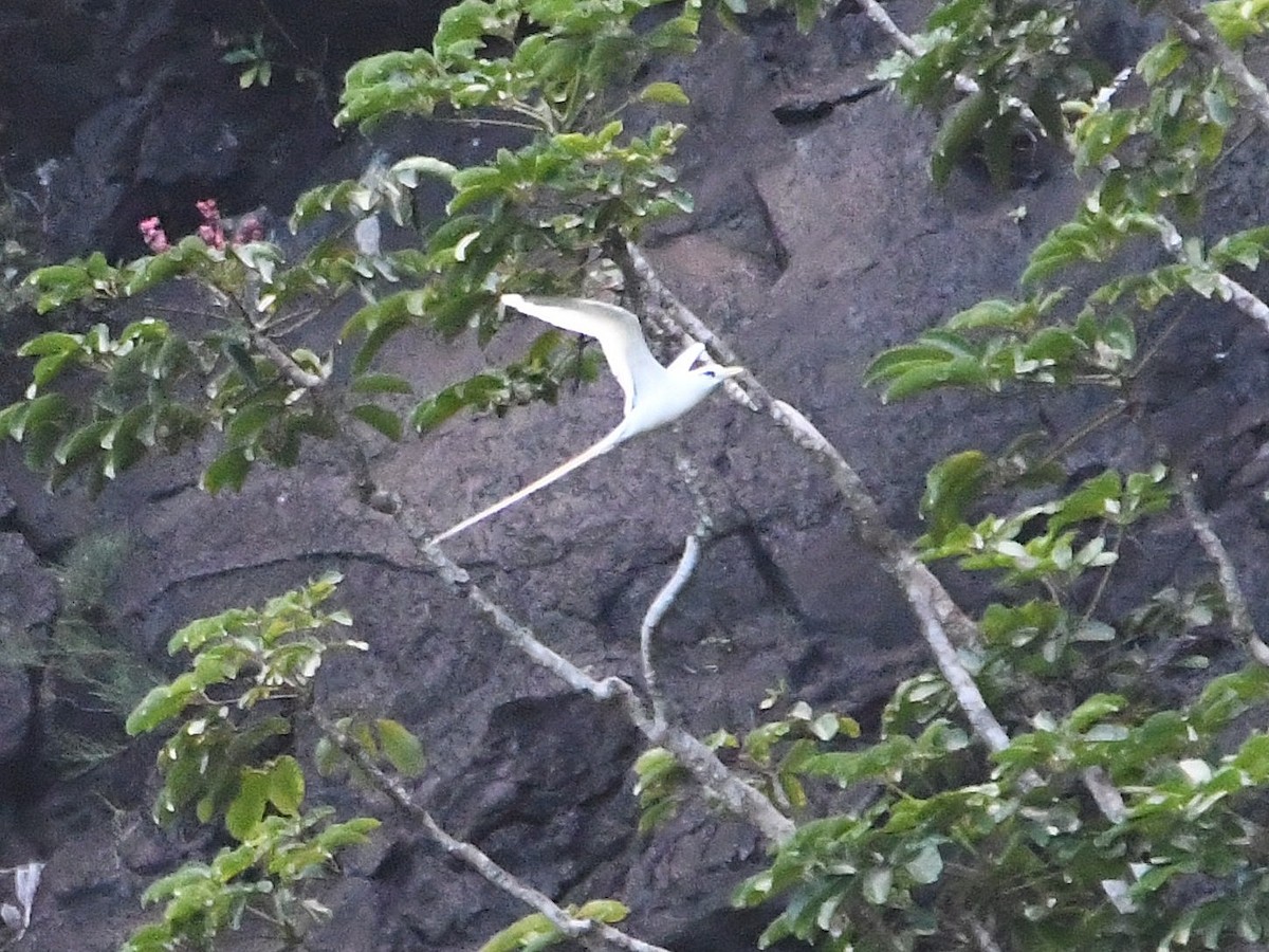 White-tailed Tropicbird - ML643217748