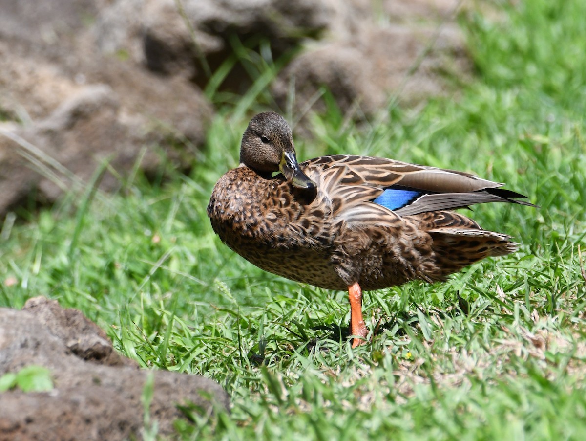 Hawaiian Duck - ML643217762