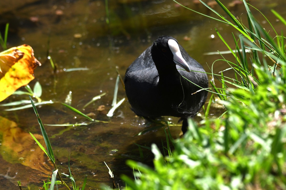 Hawaiian Coot - ML643217770