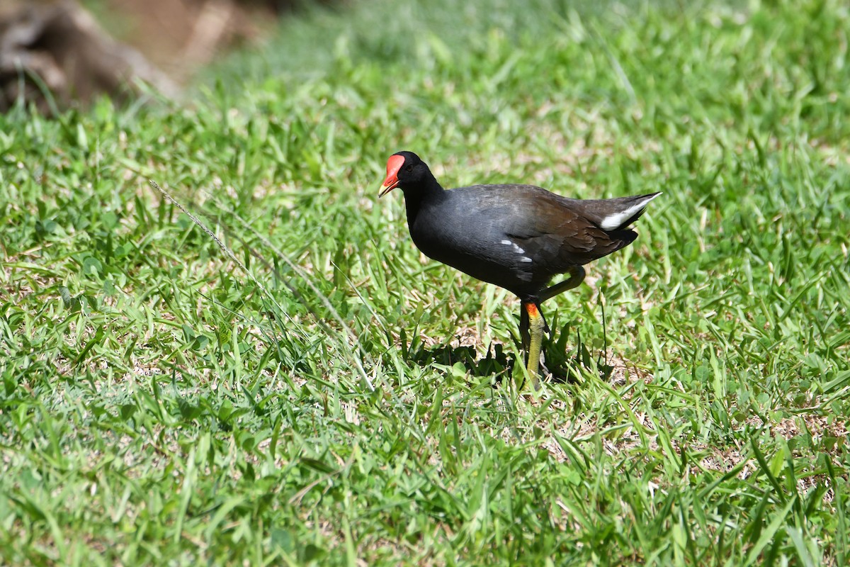 Common Gallinule (Hawaiian) - ML643217778