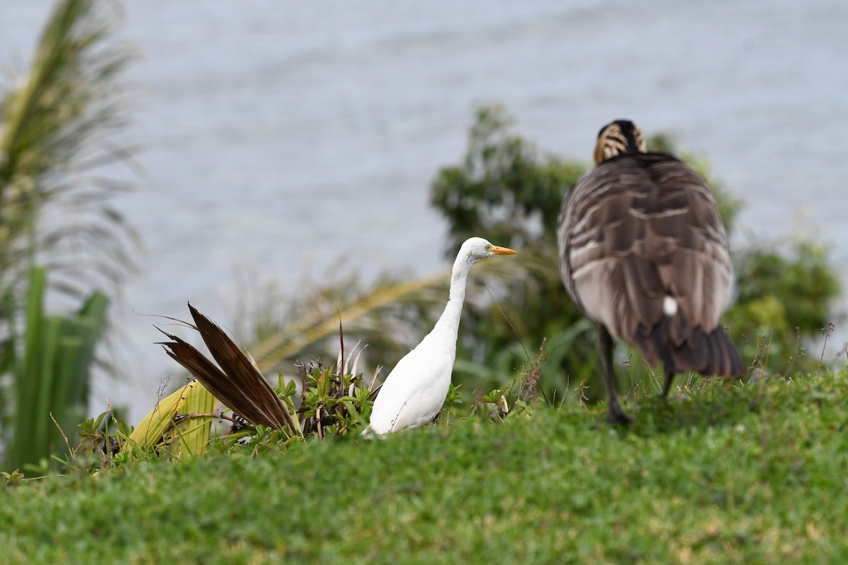 Western Cattle-Egret - ML643217779