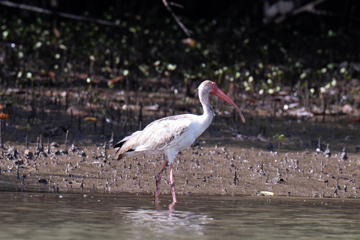 White Ibis - ML643217781