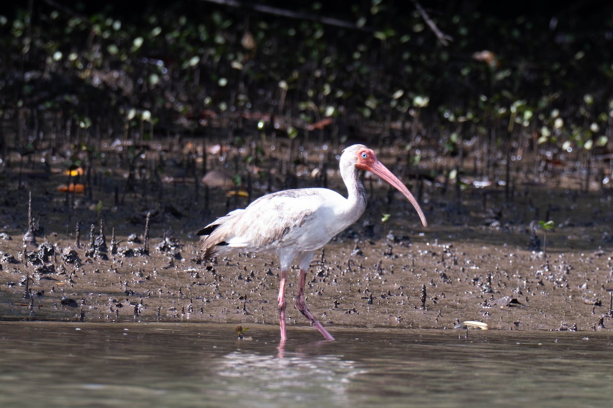 White Ibis - ML643217782