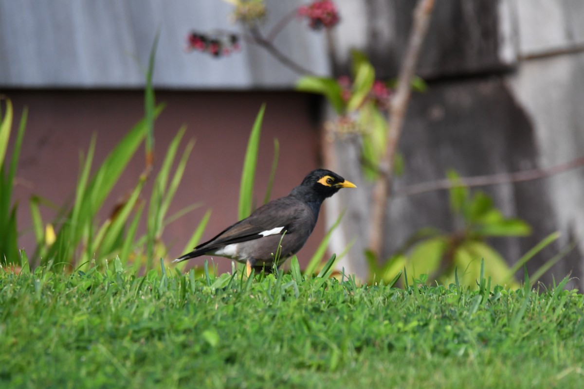 Common Myna - ML643217793
