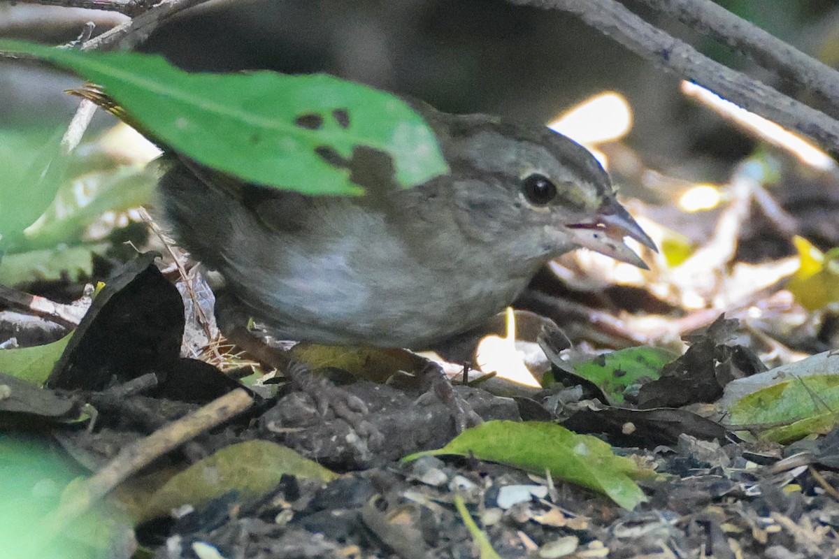 Olive Sparrow - ML643217808