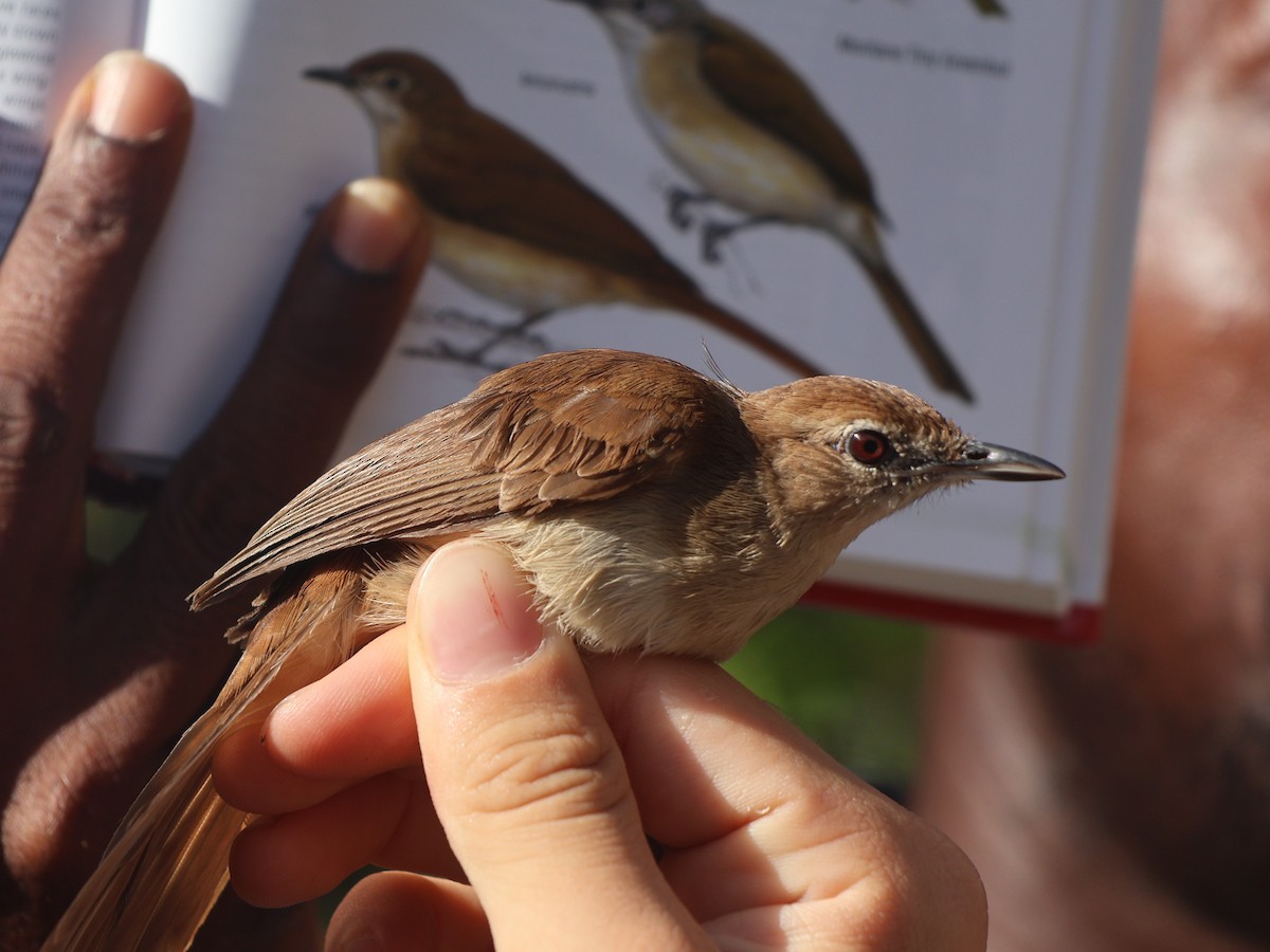 Terrestrial Brownbul - ML643217920