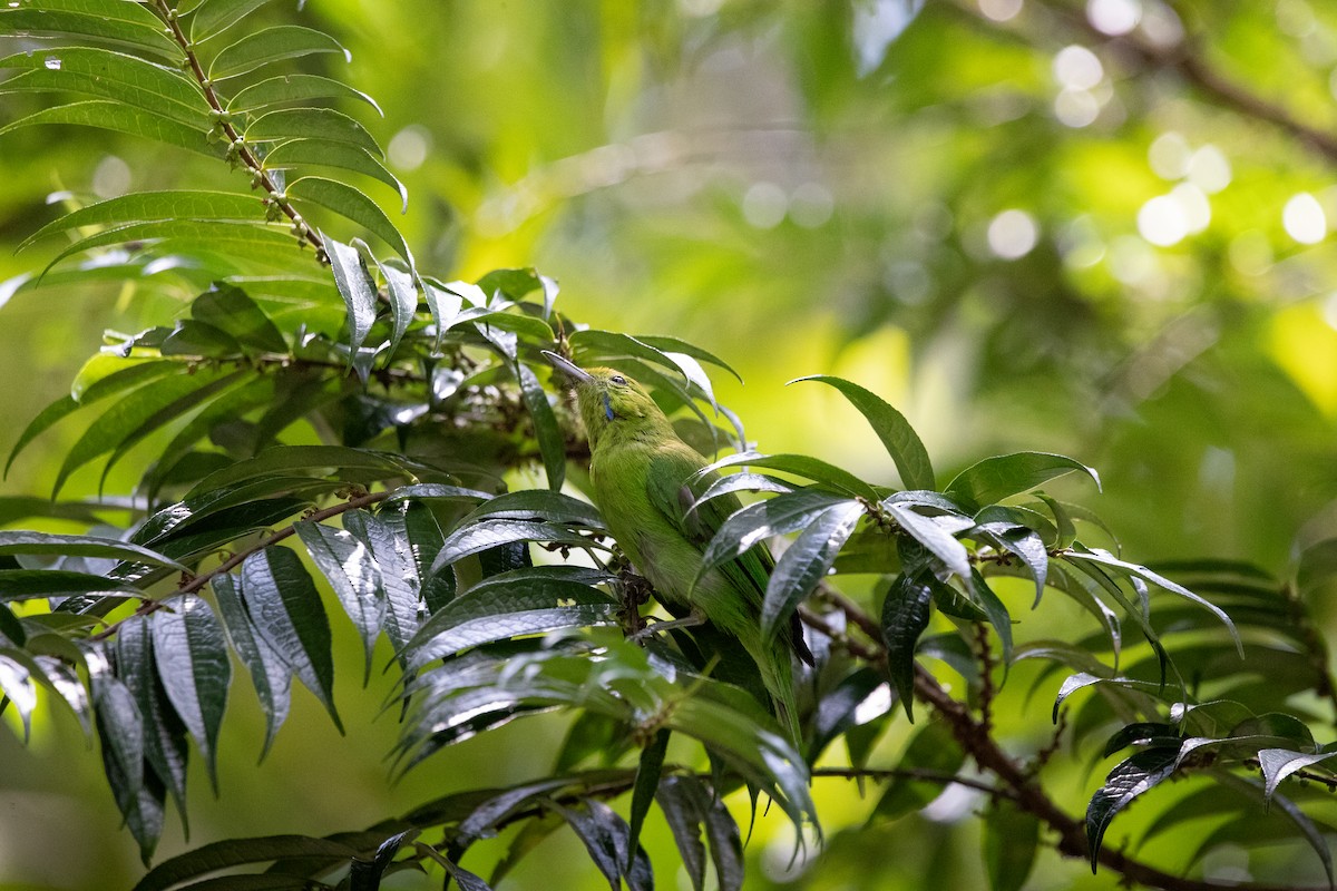 Lesser Green Leafbird - ML643217954