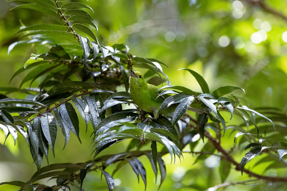 Lesser Green Leafbird - ML643217955