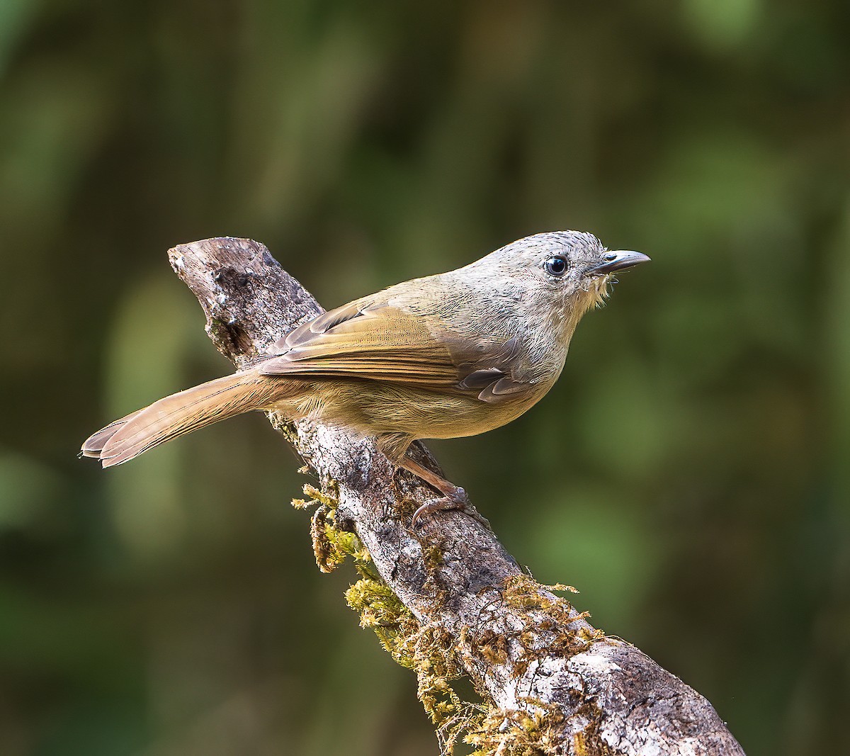 Brown-cheeked Fulvetta - ML643217957