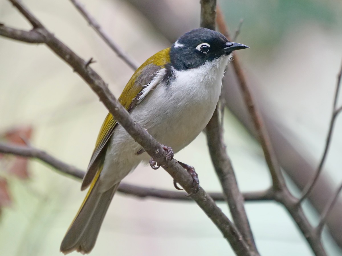 Gilbert's Honeyeater - ML643217979