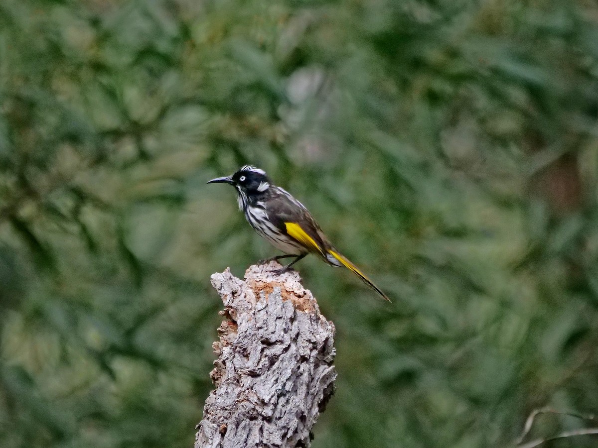 New Holland Honeyeater - ML643217990