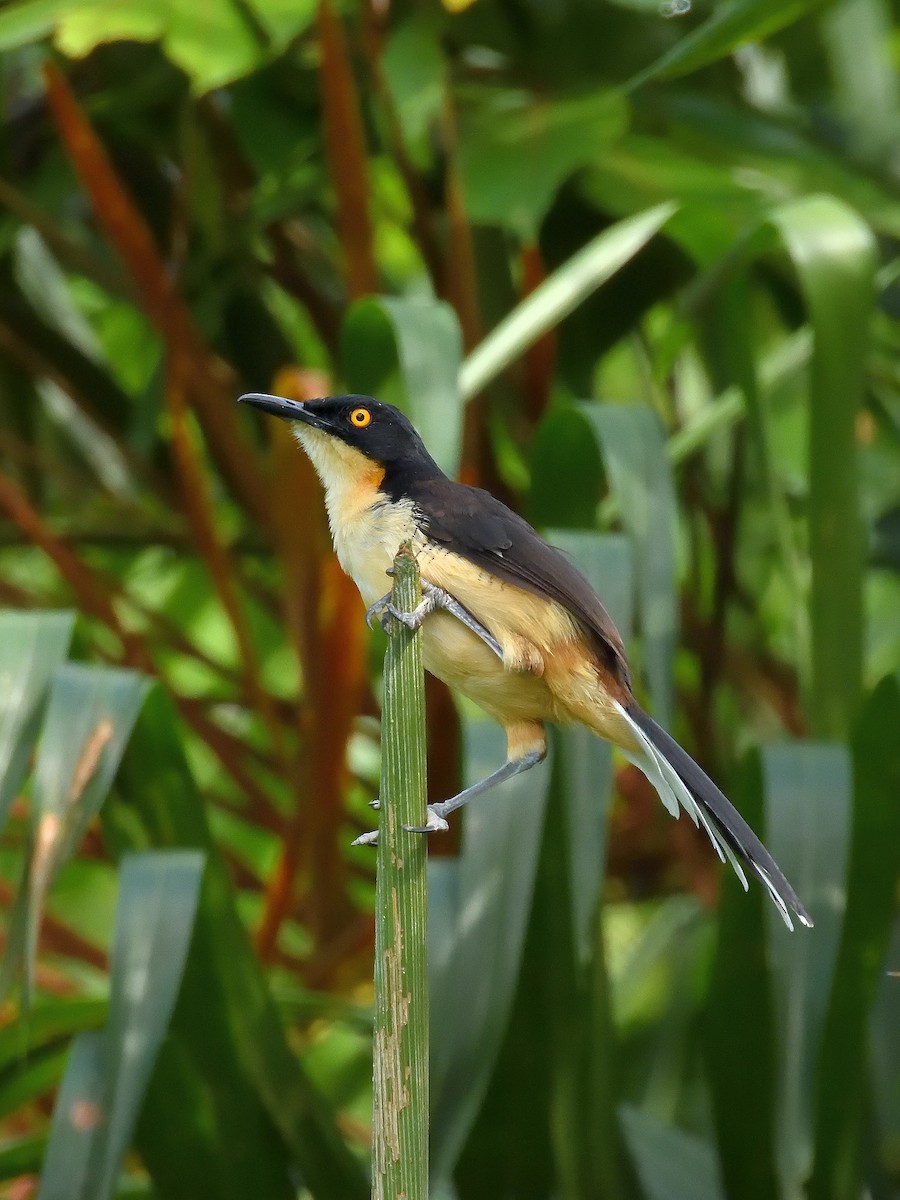 Black-capped Donacobius - ML643217991