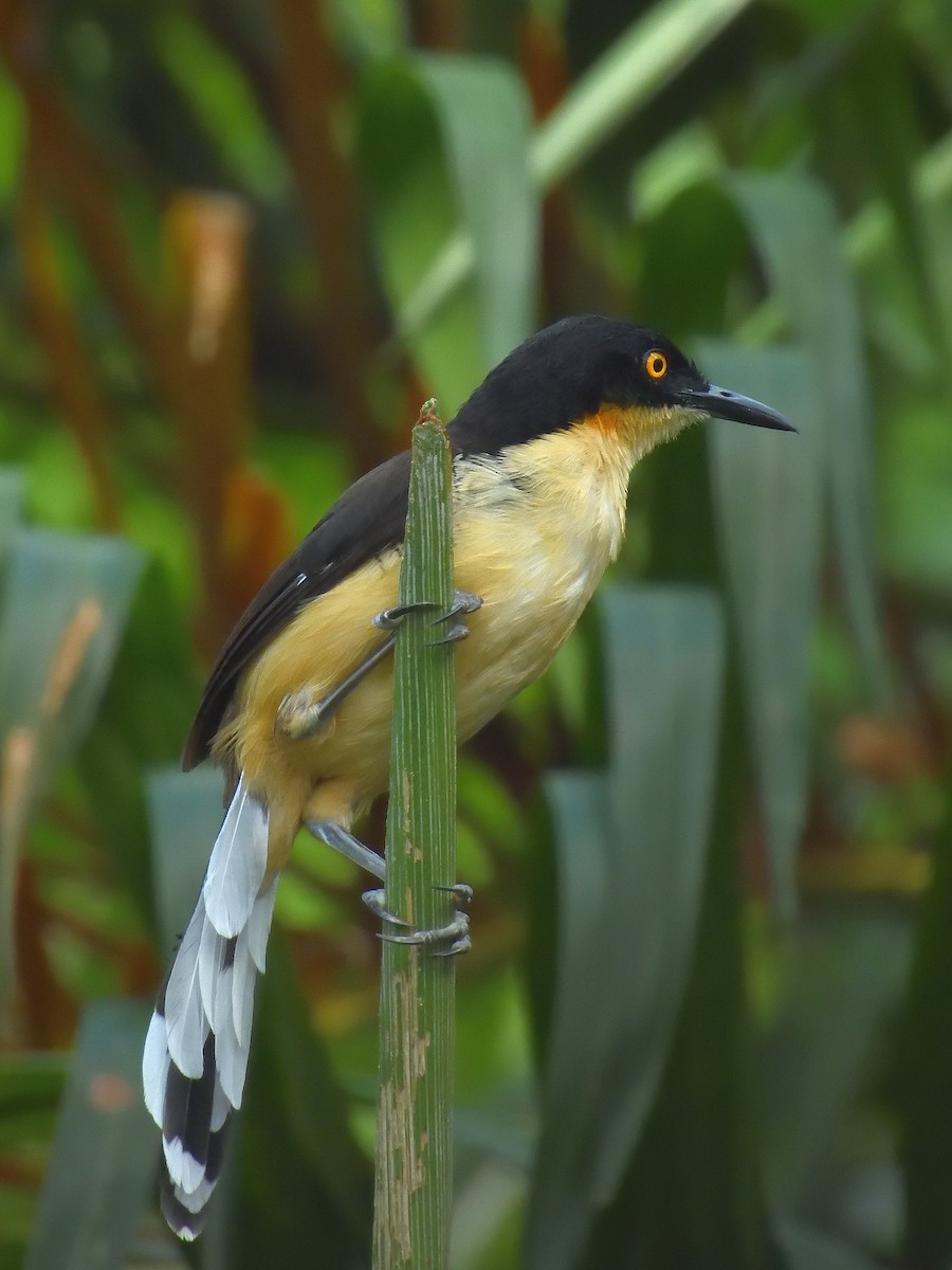Black-capped Donacobius - ML643217992
