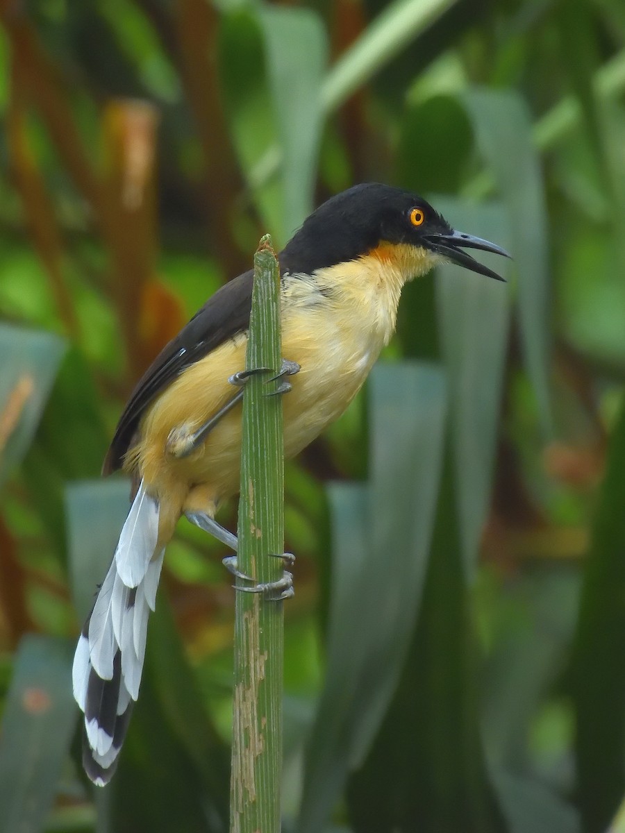 Black-capped Donacobius - ML643217993