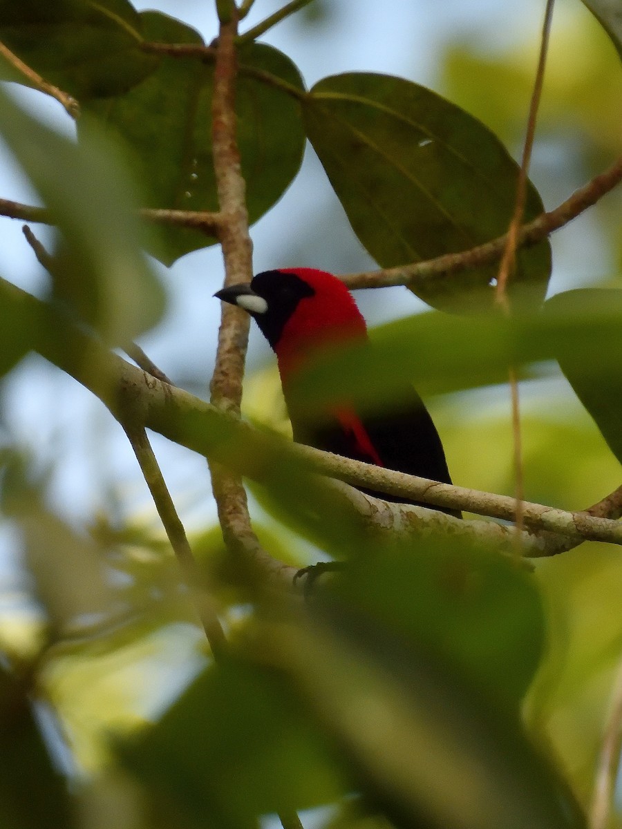Masked Crimson Tanager - ML643217996