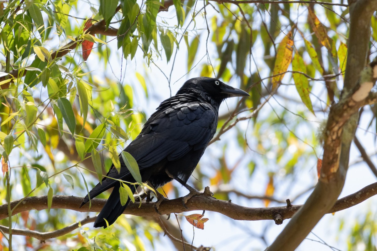Corbeau de Tasmanie - ML643218009