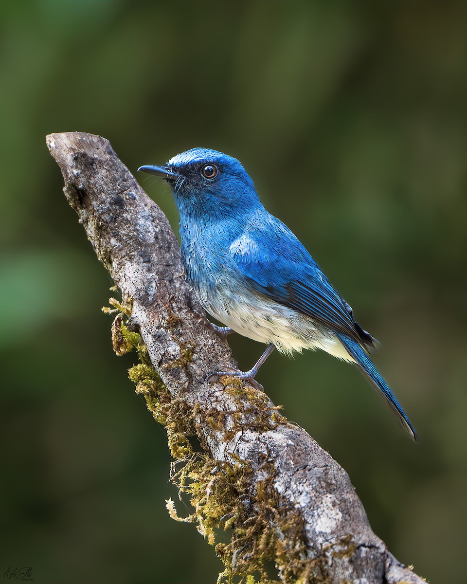 White-bellied Blue Flycatcher - ML643218018