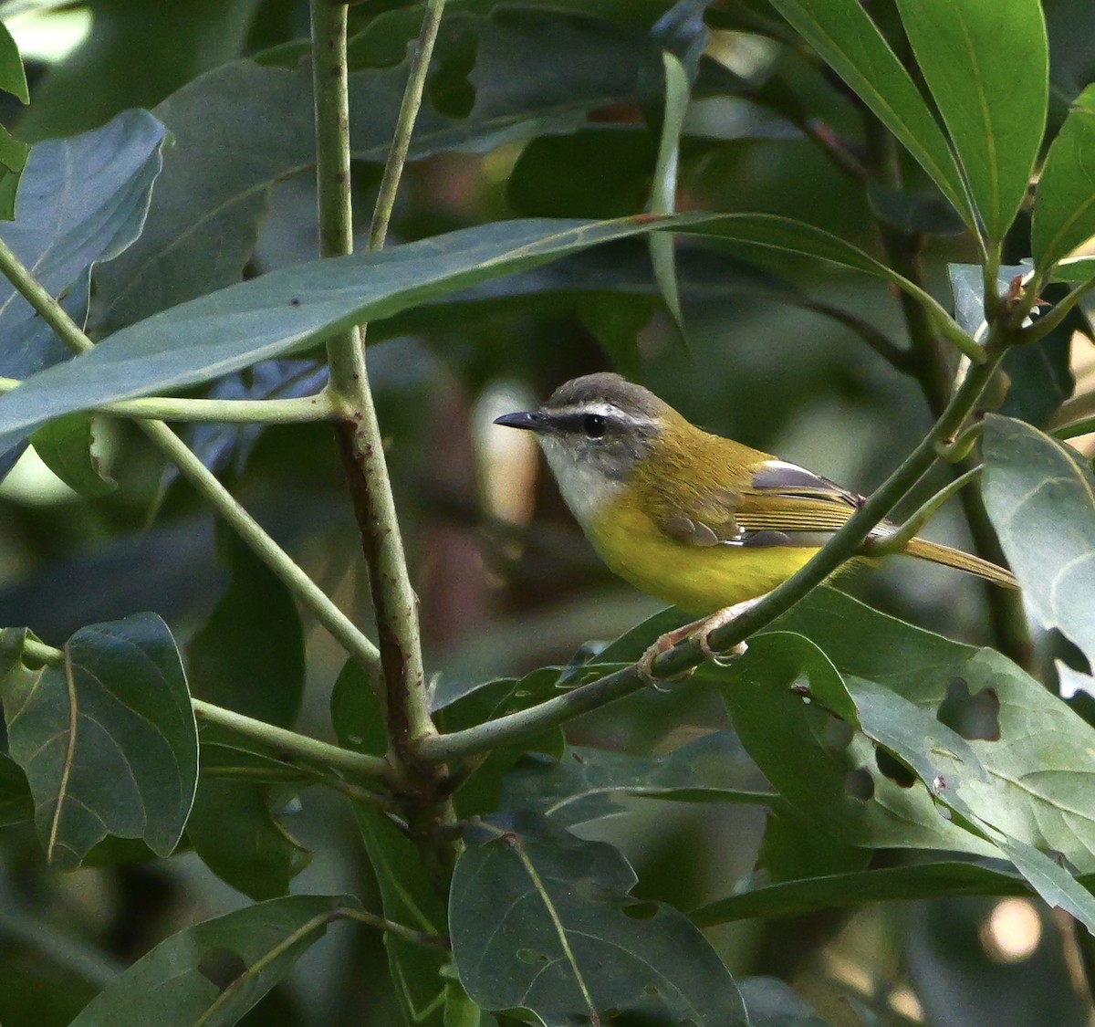 Yellow-bellied Warbler - ML643218021
