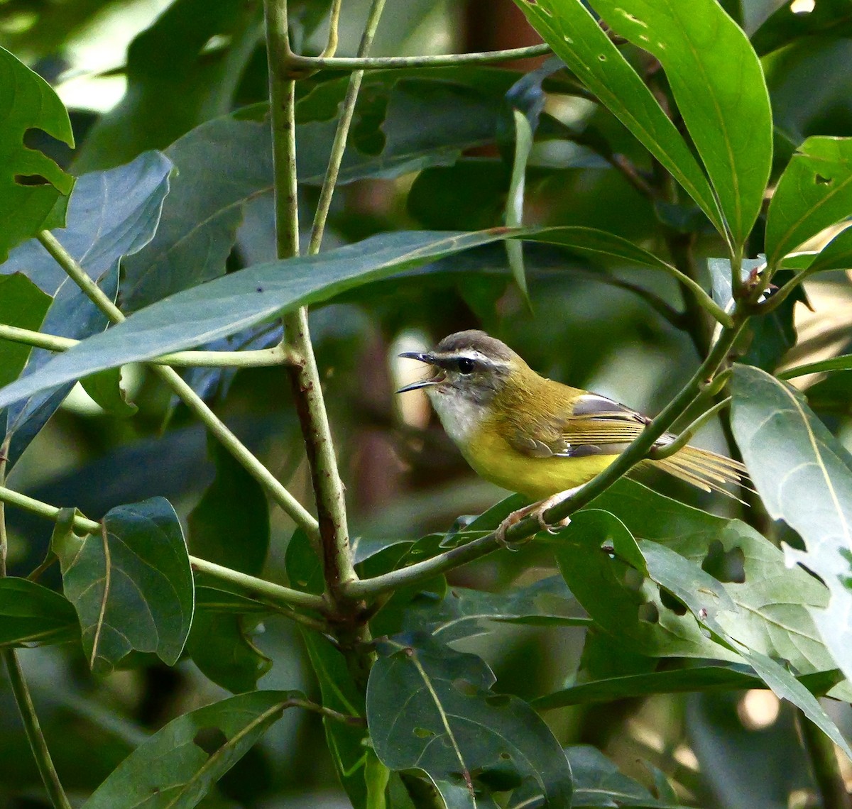 Yellow-bellied Warbler - ML643218022