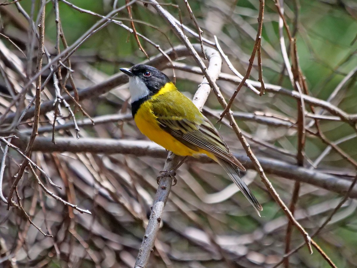 Golden Whistler - ML643218024