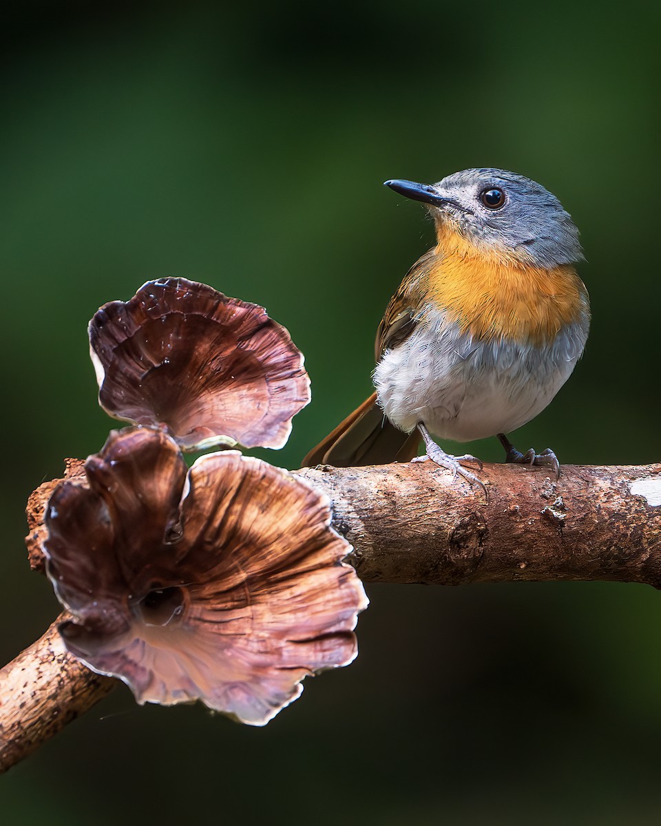 White-bellied Blue Flycatcher - ML643218029