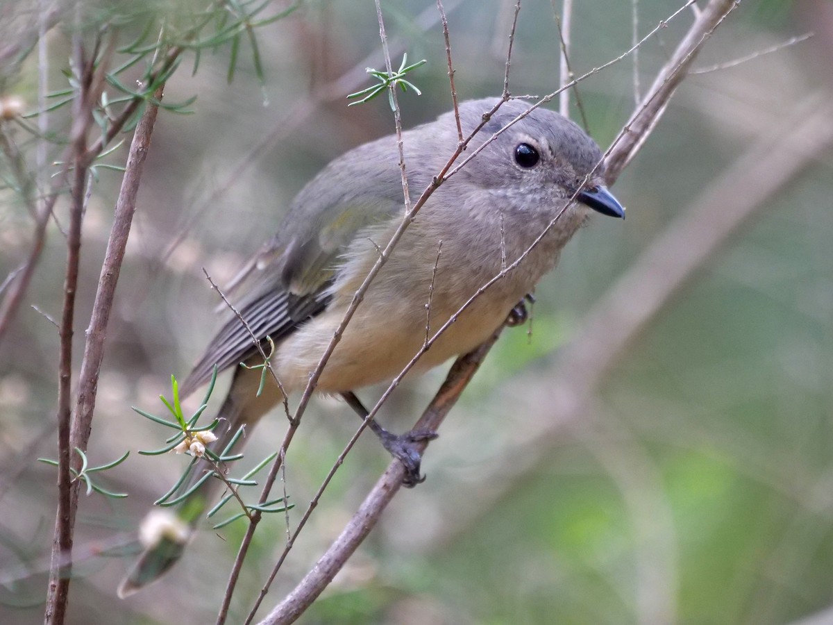 Golden Whistler - ML643218030