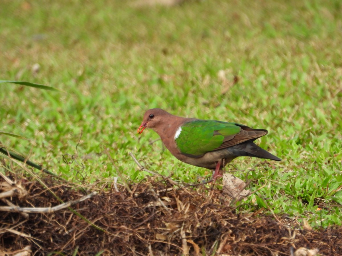 Pacific Emerald Dove - ML643218058