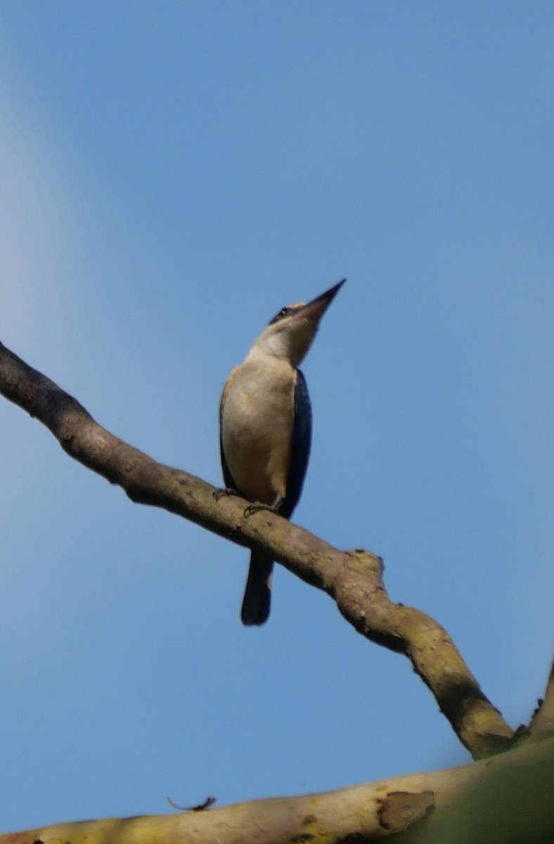 Sacred Kingfisher - ML643218059