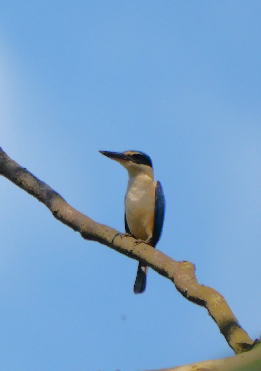 Sacred Kingfisher - ML643218060